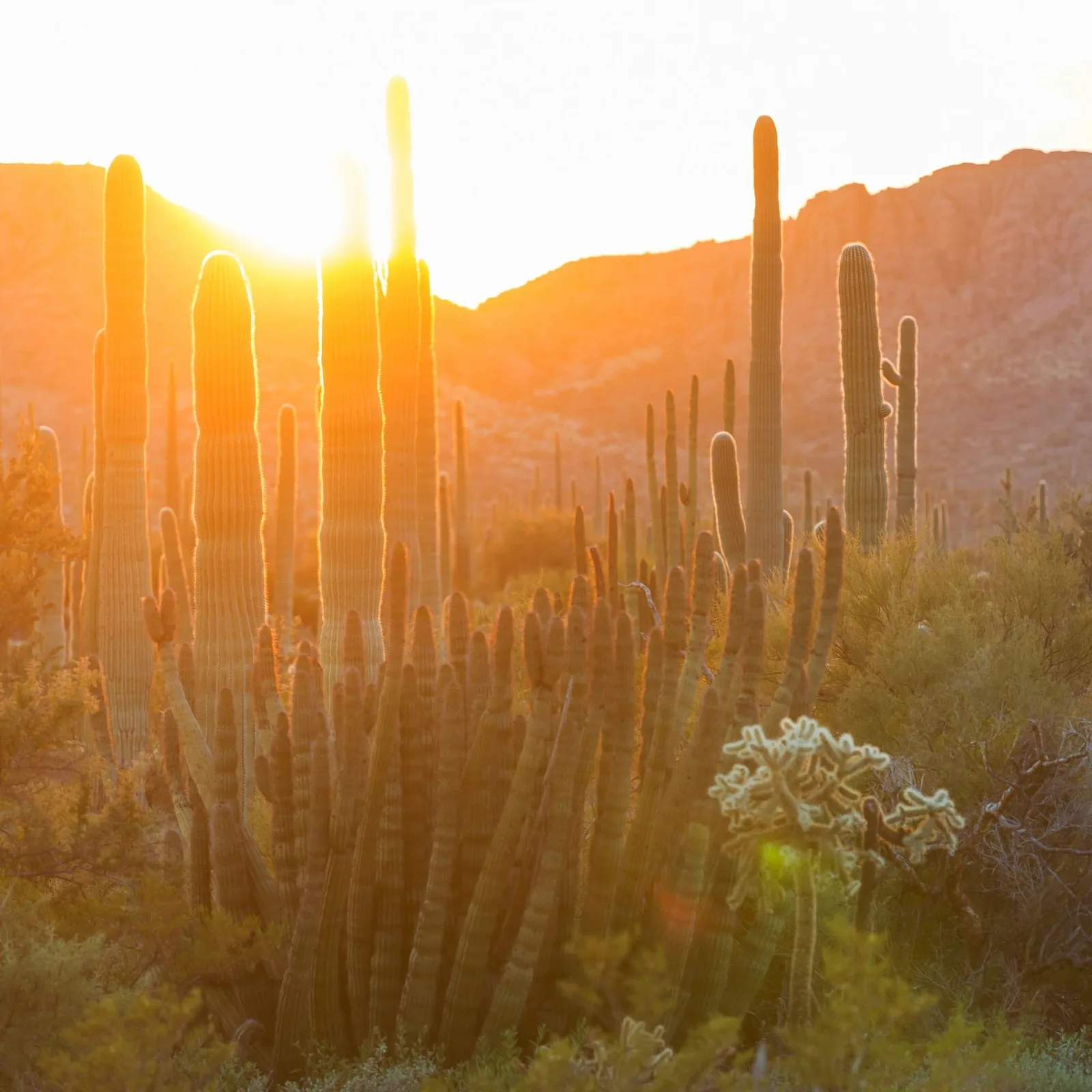 Saguaro cacti glowing in warm Arizona sunlight